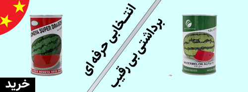 هندوانه های دراگون